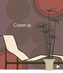 cyperus