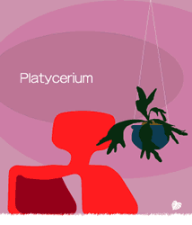 platycerium