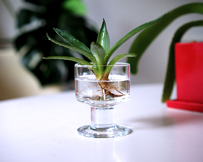 agave_water