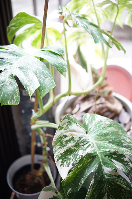 monstera deliciosa / 斑入りモンステラの植え替え